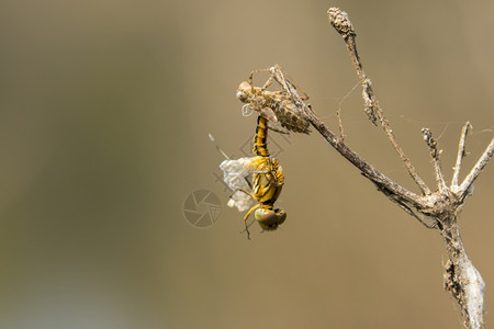 昆虫幼的图像干枯于自然背景野生动物图片