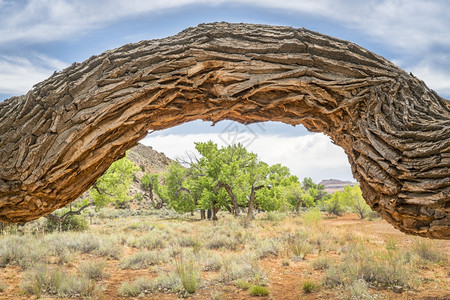 犹他州莫阿卜附近一个沙漠峡谷的景象该有一棵古老的扭曲棉木树图片