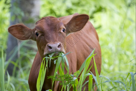 棕牛正在吃草的画面图片