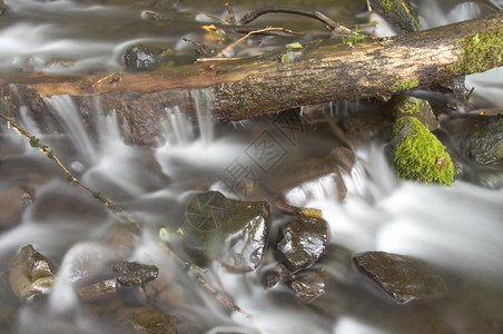 木叶树枝岩石在河床上图片