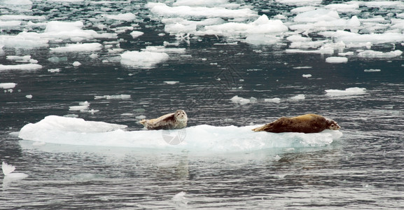 奇特标记的海狮在肯奈渡湾的冰上沉积图片