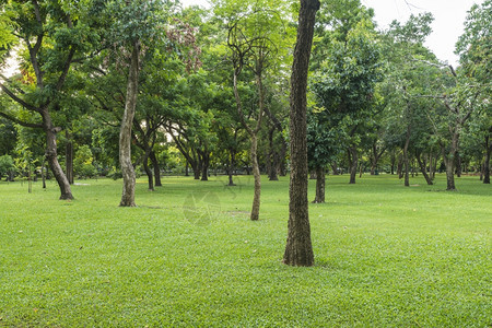 绿草地公园里有树木图片