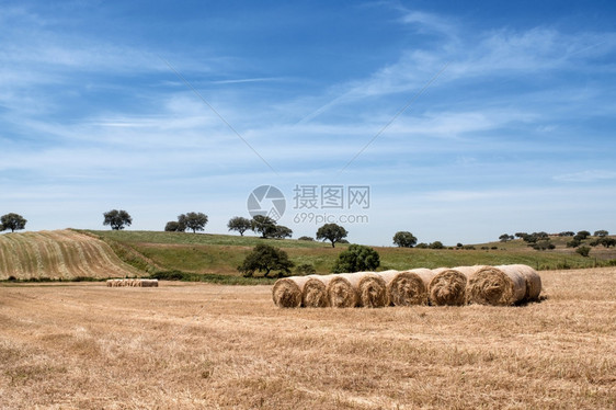 乡村夏季风景农田地和收成景色图片