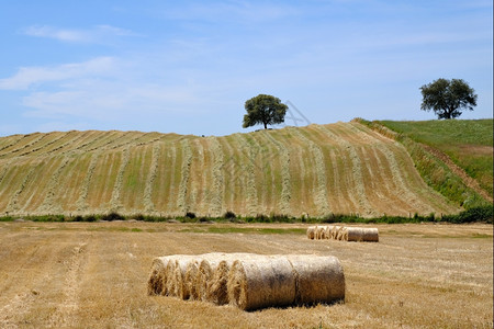 乡村夏季风景农田地和收成景色图片