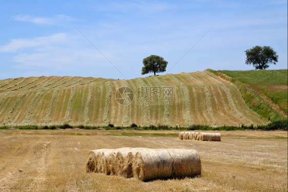 乡村夏季风景农田地和收成景色图片