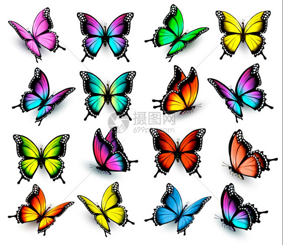 色彩多样的蝴蝶元素图片