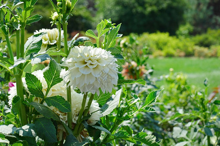 白大丽花在夏日公园的棚上专注于一朵花浅的田地深处图片