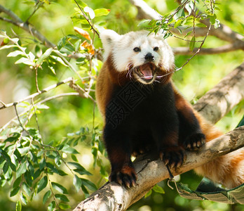 试图在夏日的阳光下找到一些阴影把红熊猫带到树上图片