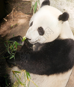 濒危巨熊猫在竹上喂食时放松图片