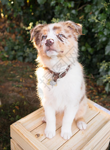一只非常可爱的警犬一只蓝色的狗棕眼睛站在木箱上图片