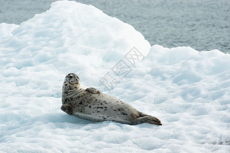 这个海狮似乎知道他正在拍摄一头野兽躺在太平洋的冰上图片