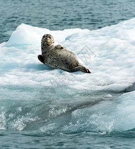 这个海狮似乎知道他正在被拍摄一只野生动物在太平洋的冰上游荡图片