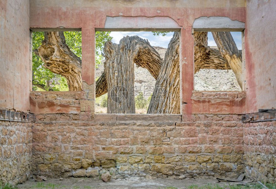 在荒漠峡谷的旧棉木树上从被毁坏的鬼城建筑窗户上看到图片