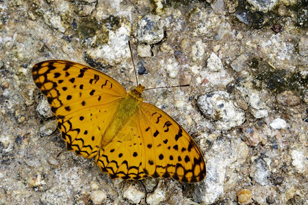 关于自然背景的普通豹蝴蝶Phalantaphalantha图像图片