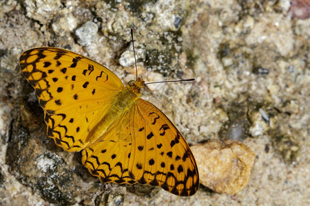关于自然背景的普通豹蝴蝶Phalantaphalantha图像图片