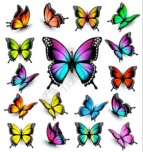 色彩多样的蝴蝶元素背景图片