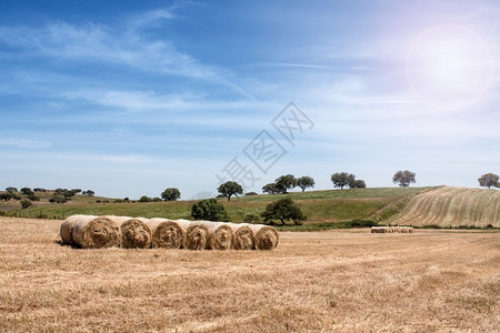 乡村夏季风景农田地和收成景色图片