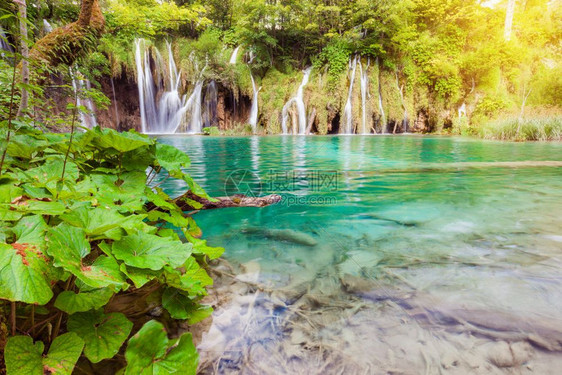 美丽的夏季绿色森林瀑布克罗地亚普利维茨公园图片