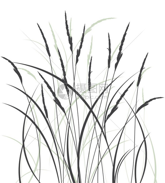 黑白植物小草矢量插图图片