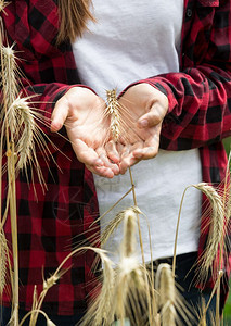 女青年在阳光明媚的日子在田野上收割熟麦子耳朵的特贴照片图片