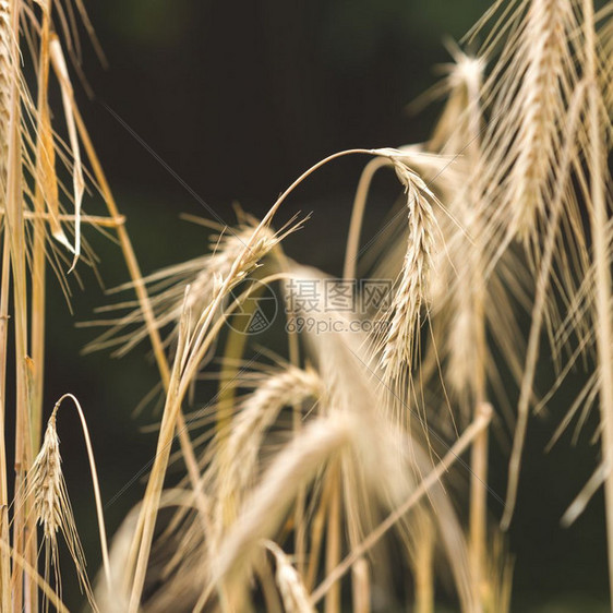 在黑背景下田野上割小麦耳朵图片