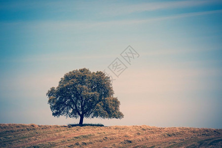 蓝天上山丘孤独树的古老风格形象图片