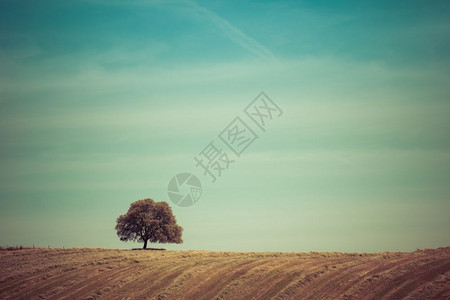 古老的风格照片孤单的树在山上图片
