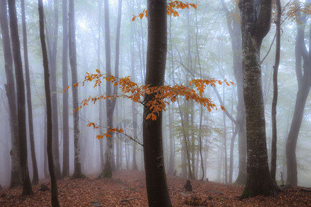 秋雾的阳光明媚林区背景图片