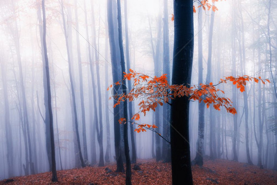 秋雾的阳光明媚林区图片