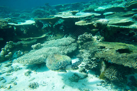 坐在水面下珊瑚上的海龟图片