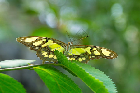 休假的蝴蝶自然背景图片