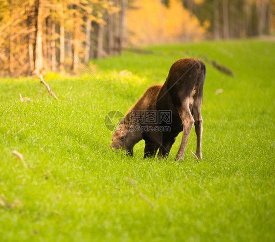 一只年轻的驼鹿在放牧时跪她的膝上图片