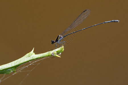 有关自然背景的龙蝇Onychargiaatrocyana图像图片