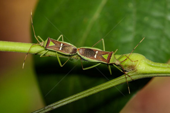 有关自然背景的hemiptera绿色LegumePodBug图像昆虫图片