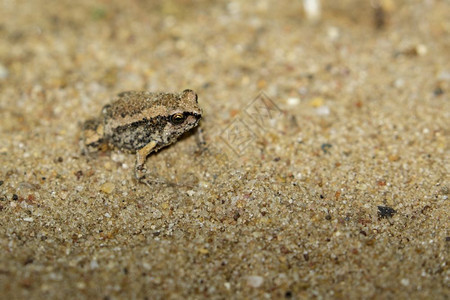 当地小牛蛙Kaloulapulchra的图像图片