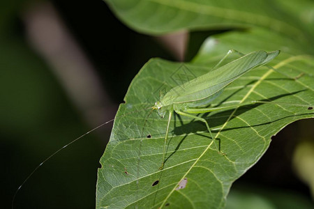 昆虫动物DarkTympanalKatydid全氯硝基甘巴那图片