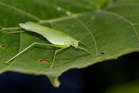 昆虫动物DarkTympanalKatydid全氯硝基甘巴那图片