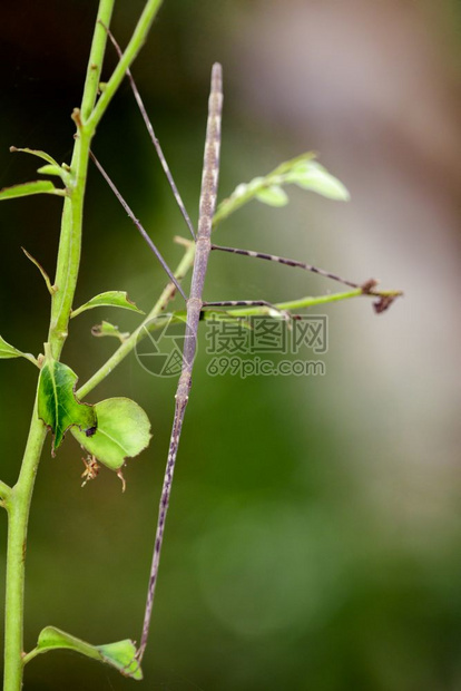 自然背景上的刺状巨棒昆虫图像图片