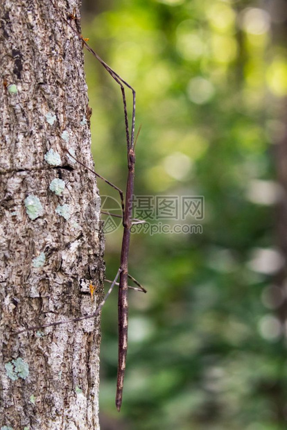 树上一棵刺状巨棍昆虫的图像图片