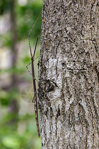 树上一棵刺状巨棍昆虫的图像图片