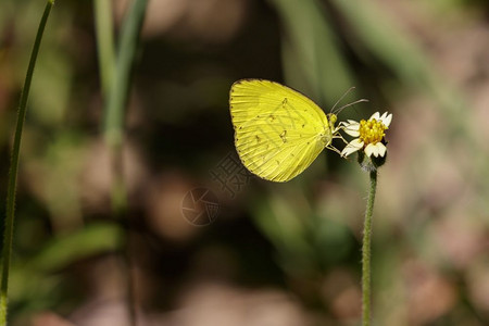 普通青黄蝴蝶EuremahecabecontubernalisMoore186年关于自然背景的图像图片