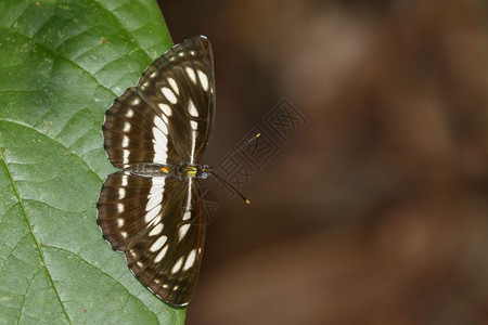 昆虫动物NeptisHylasLinnaeus1758年图片