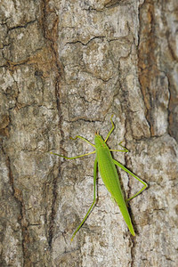 树上绿的图像昆虫动物图片