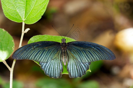 绿叶上的大摩门蝴蝶男图像昆虫动物PapiliomemnonagennorLinnaeus1758年图片