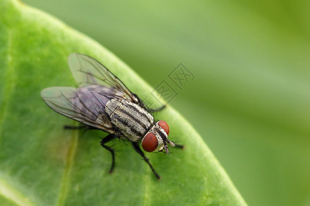 绿叶上苍蝇Diptera的图像图片