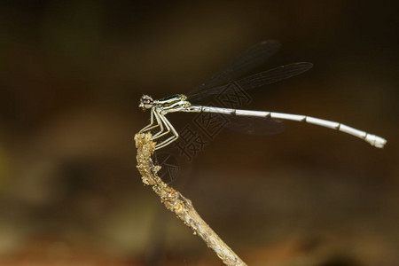以自然背景为根据的龙蝇Amphipterygidae图像图片