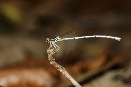 以自然背景为根据的龙蝇Amphipterygidae图像图片