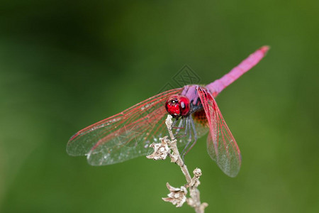 有关自然背景的龙蝇Trithemisauurora图像昆虫图片
