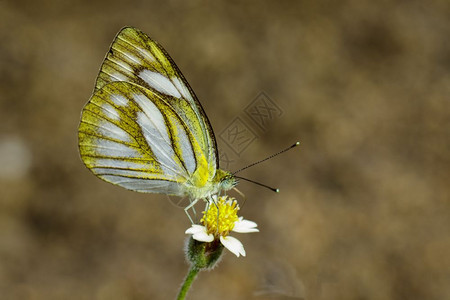 LesserGullButterflyCeporaNadinaNadina关于自然背景的图象图片