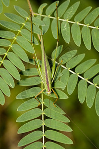 绿树叶上的SmallGreenLeafKatydidOrthelimaeaLeeuweniii图像图片